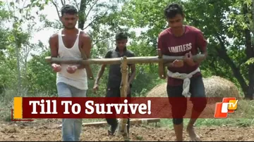 Unable To Buy Bullocks, Odisha Farmers Drag Plough With Bare Arms