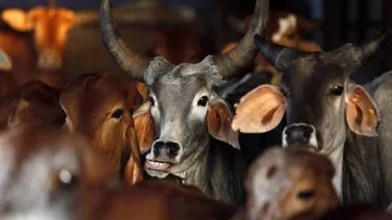 Gujarat makes cow slaughter non-bailable offence
