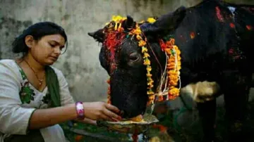 Understanding The Rituals Of Gamha Purnima