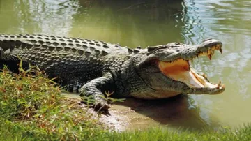 Estuarine crocodile hacked to death in Kendrapara