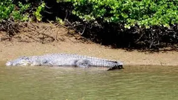 Crocodile Population Rises In Bhitarkanika National Park