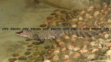 Nandankanan gets 5 Caiman crocodiles