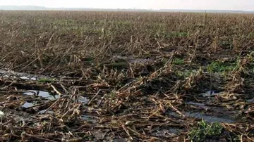 Collectors asked to submit crop damage report by Dec 18