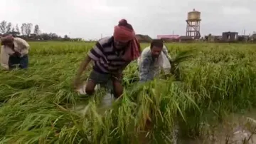 Cyclone Bulbul Causes Massive Damage To Paddy Crops In Odisha