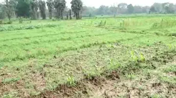 Unseasonal rain, hailstorm damage crops in parts of Odisha