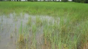 Cyclone Titli aftermath: Farmers rue lack of assistance