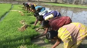 Farmers in Bargarh deprived of crop insurance