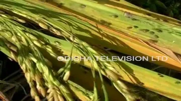Ruling-BJD, Opposition engage in verbal duel as farmer deaths continue in Odisha