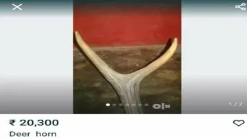 Odisha Man Held For Trying To Sell Deer Antlers On OLX