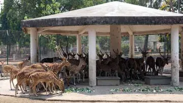 CMC takes measures to provide relief from heat to deer in park