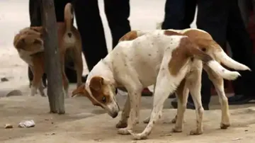 NGO Members 'Assaulted' By Locals While Helping Stray Dogs In Delhi's Rani Bagh