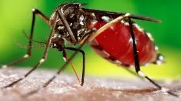 Why second dengue infection can be life-threatening