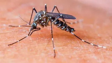800 dengue cases in 26 days!