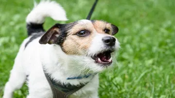 This hormone could be making your dog aggressive