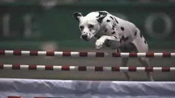 Just like humans, dogs do well under stress reveals study