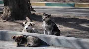 'Recycle waste, manage garbage to control street dog numbers'