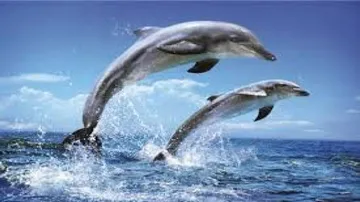 Ganjam coast potential habitat for dolphins
