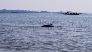 Dolphin seized in crab trap in Chilika returns to water