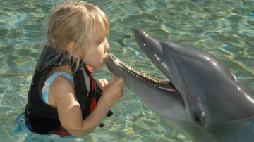 dolphins-3