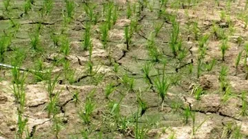 Drought-scare in 19 blocks across 8 Odisha districts