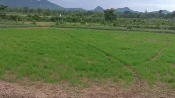 Drought threat looms large over western Odisha