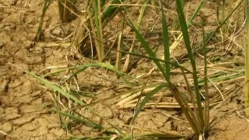 Odisha announces drought assistance package for farmers