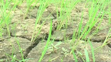 Drought scare looms over Dhenkanal, Kandhamal in wake of deficient rain
