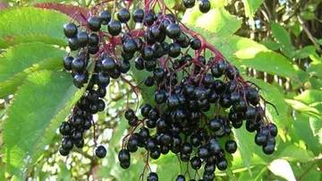 If frequent flyer, take elderberry for relief