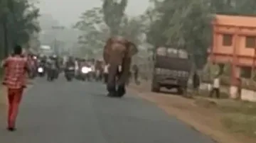 3 including a minor killed in elephant attacks across Odisha