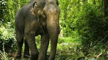 WSO raps govt for not providing compensation to wildlife attack victims