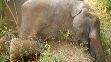 Elephant calf dies of anthrax