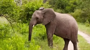 Wild Elephant
