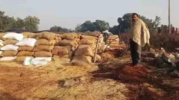 Elephants destroy paddy in Bargarh