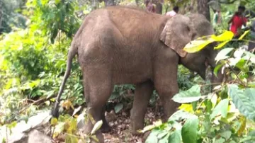 Two killed in tusker attack in Angul