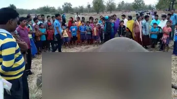 Female elephant electrocuted in farmland