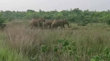 Elephant Herd Spotted Near Human Settlement In Cuttack