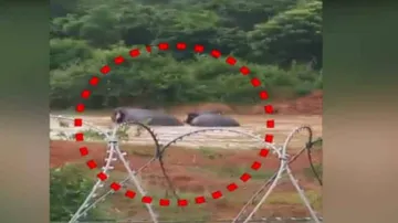 Wild elephants spotted near Bhubaneswar outskirts