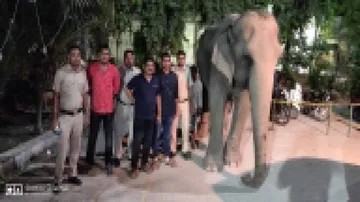 Missing Jumbo Laxmi Found Near Delhi Police HQ