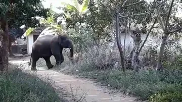 Panic after elephant strays into human settlement in Sundergarh