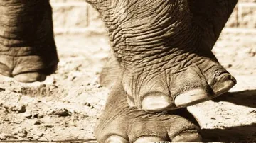 Baby elephant dies after falling into trench