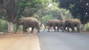 Man killed in elephant attack in Dhenkanal