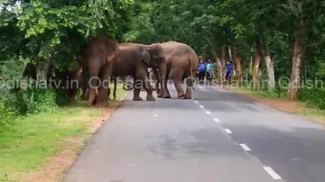 Jumbo herd halts traffic on Athgarh-Mundali road
