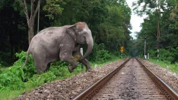 Column: An Elephantine Tragedy