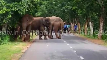 Op-Ed: Making People Stakeholders In Elephant Protection A Good Move