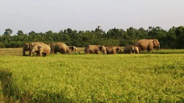 Unique methods to keep elephants away from human settlements