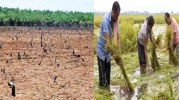 Odisha Economic Survey 2021: Agrarian Distress Rules, Farmers quit farming in State!