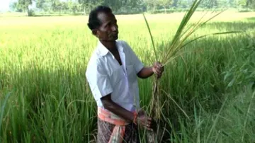 Nature's fury hits Kalahandi farmers twice this year