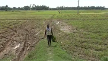 Insufficient Rainfall Hits Farmers Hard In Odisha
