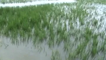 Cyclone Titli Aftermath: Standing crops in several acres damaged