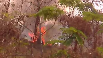 Fire Breaks Out In Nandankanan’s Botanical Garden In Bhubaneswar